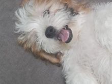 Qenush shihtzu