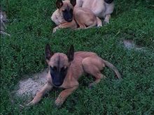 Pastor belg malinois