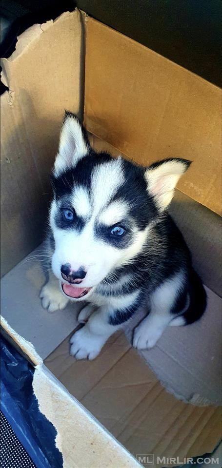 Husky