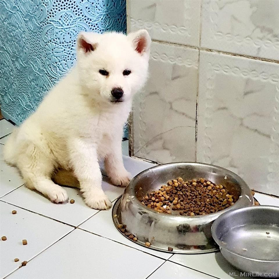 Akita
