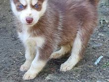 Haski