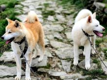Akita inu