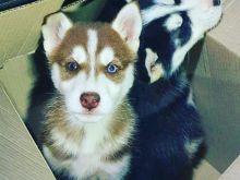 Hasky
