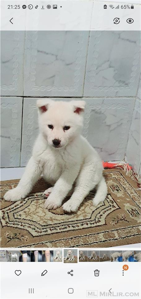 Akita