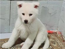 Akita