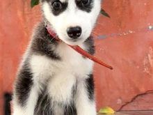 Hasky