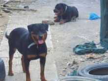 rottwailer