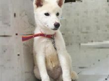 Akita