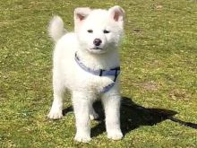 Akita