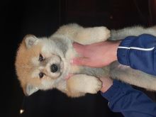 Akita inu