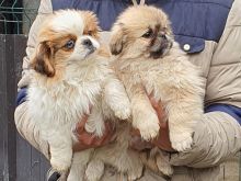 Pekines