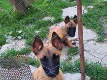 pastor belg malinois