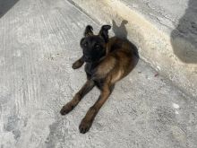 Malinois belg