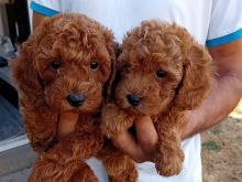 Toy Poodle ofert