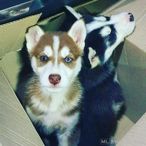 Husky