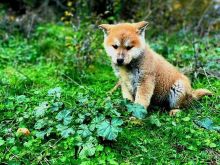 Akita