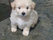 Maltese