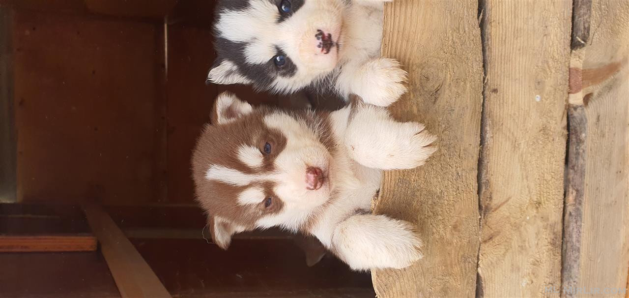 Hasky