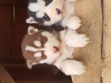 Hasky