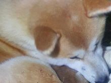 Akita