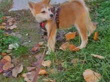 Akita