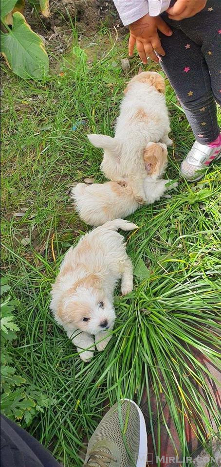 Maltese