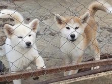 Akita inu