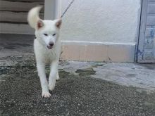 Akita