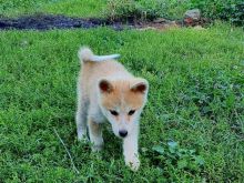 Akita