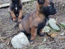 Pastor belg malinois