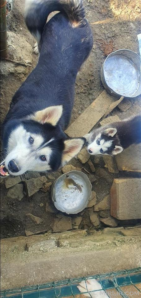 Husky