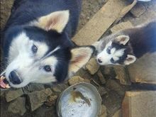 Husky