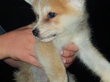 Akita