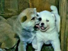 Akita