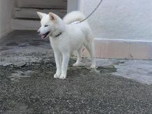 Akita