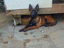 Belg malinois