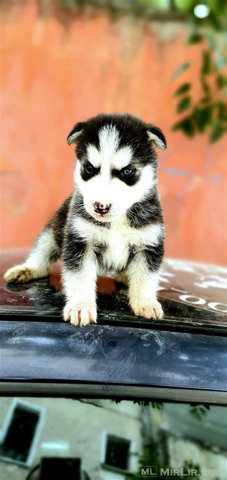 Hasky