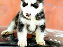 Hasky
