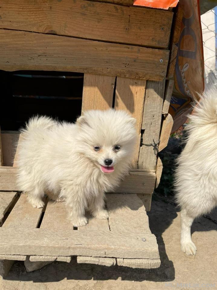 mini spitz