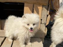 mini spitz