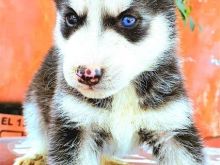 Hasky
