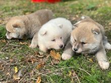 Akita inu