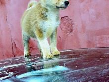 Akita