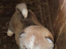 Akita