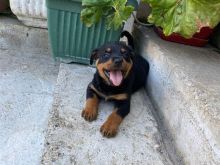 Rottweiler