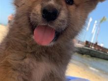 Akita