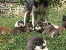 Hasky