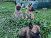 pastor belg malinois