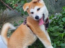 Akita