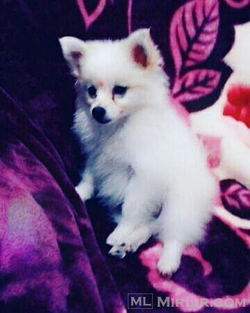 Mini spitz 